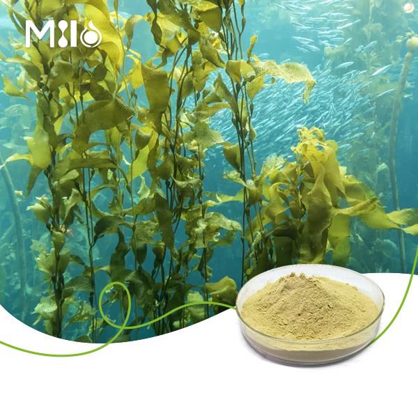 پودر فوکوگزانتین